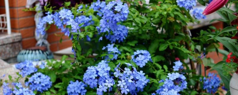 蓝雪花怎么牵藤 蓝雪花怎样爬藤