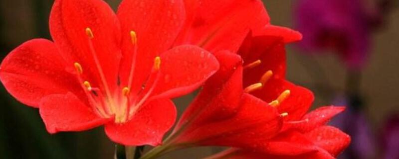 紫根兰的养殖方法（紫根兰的养殖方法视频）