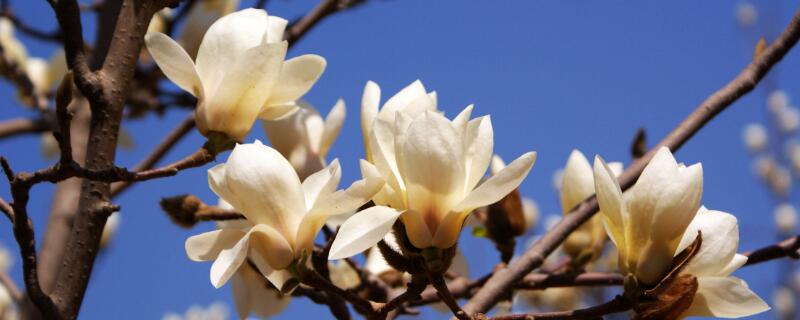 玉兰扦插时间和方法 玉兰几月份扦插好