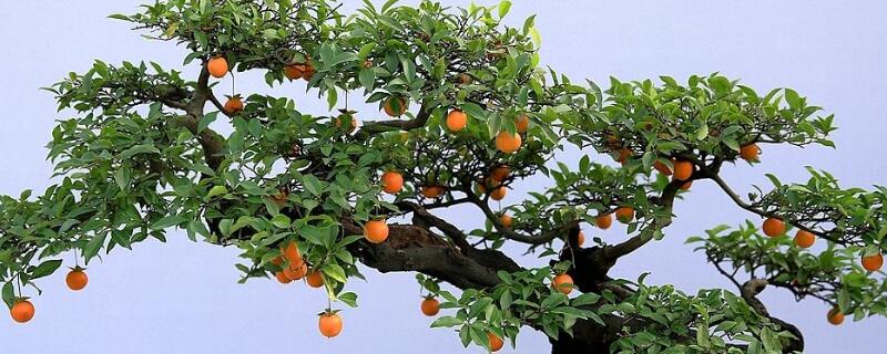 金弹子树桩怎么养 金弹子树桩盆景怎么养