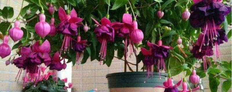 倒挂金钟移盆方法（盆栽倒挂金钟的方法）