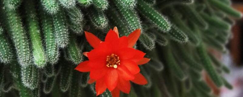 亮红仙人指突然蔫了（亮红仙人指怎么不开花）