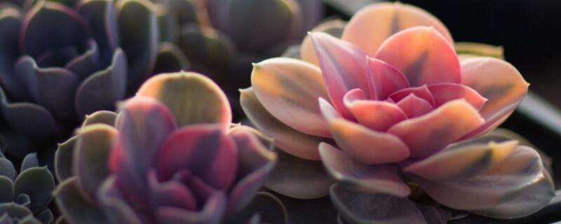 多肉晚霞老桩怎么养（晚霞多肉如何养）