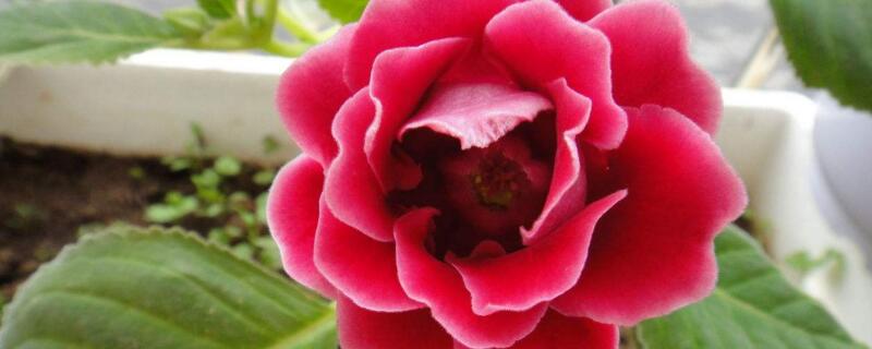 大岩桐花谢了怎么办 大岩桐花花了