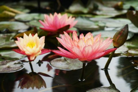 睡莲用什么盆养