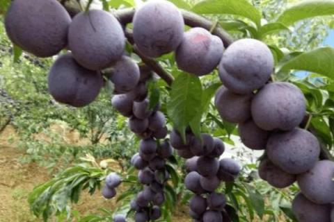 五月脆李什么时候成熟