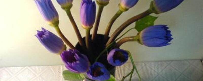 睡莲插花弯了怎么办 睡莲插花不开