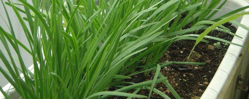 韭菜几天出苗 春播韭菜几天出苗