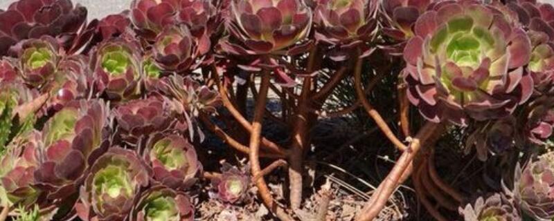 法师配土比例 法师的配土比例是多少