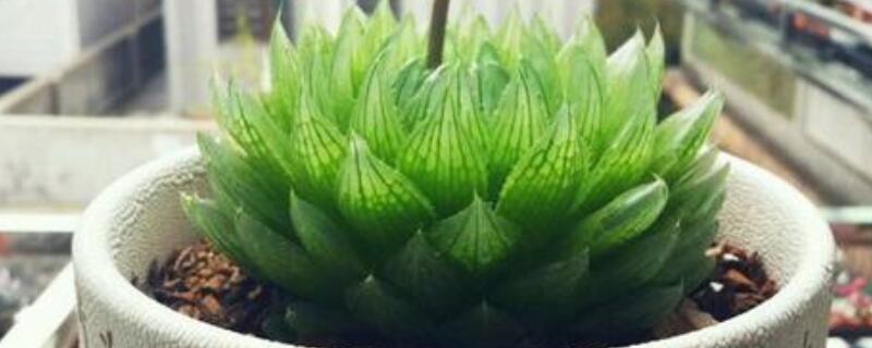 樱水晶长侧芽怎么办 樱水晶发芽