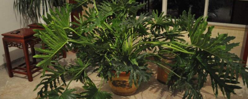 气生根植物有哪些（气生植物都有哪些）