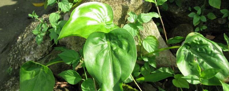 尖尾芋的养殖方法（尖尾芋的养殖方法怎么施肥）