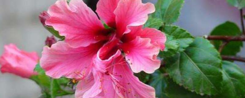 怎样剪桑叶牡丹 桑叶牡丹修剪图片视频展示