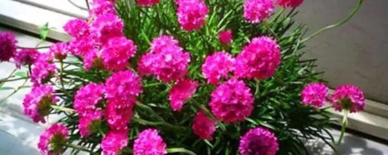 石竹怎样爆盆 石斛怎么爆盆
