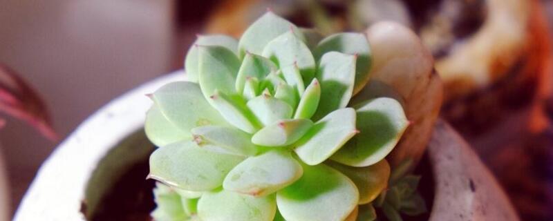 静夜多肉发黄怎么办 静夜多肉开花颜色