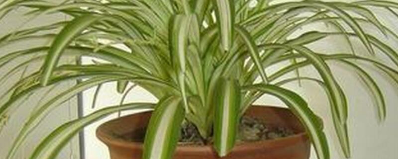 银心吊兰叶子发白 吊兰叶子灰白发软