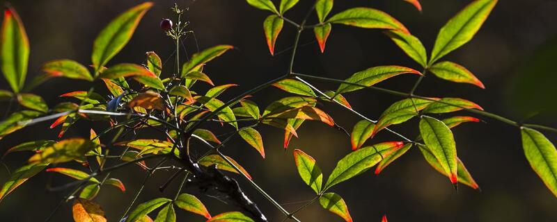盆栽天竺如何修剪（植物天竺怎样种植）