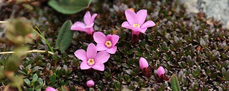 红花岩梅养护方法 红梅花的养护