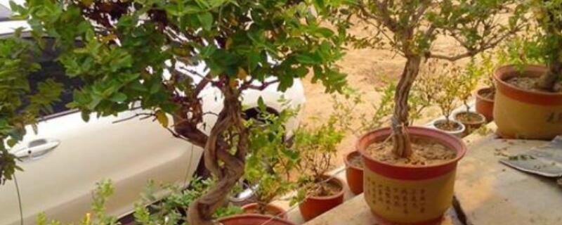 金银花压条繁殖方法（金银花怎么压活）