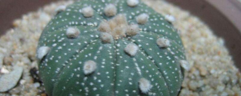 星兜发芽后怎么管理(星兜侧芽怎么生根)