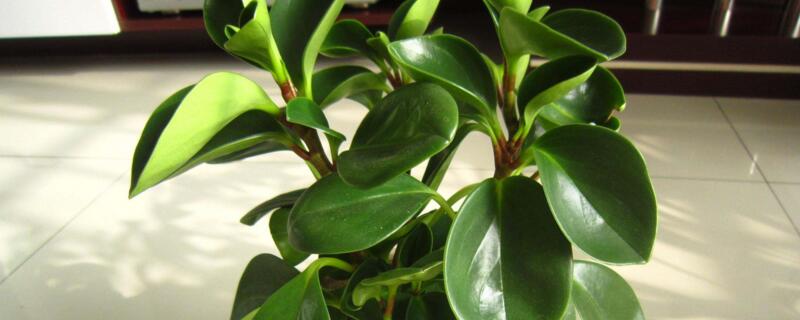 豆瓣绿养殖方法（豆瓣绿豆瓣绿的养殖方法）