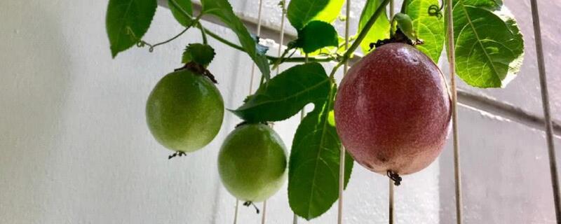 百香果枯萎怎么救活 百香果慢慢枯了怎么办?