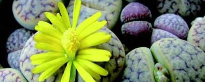 多肉的花要剪掉吗 多肉的花要不要剪