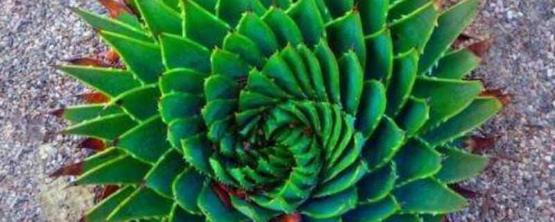 旋转芦荟种子怎么发芽 芦荟发芽怎么移栽