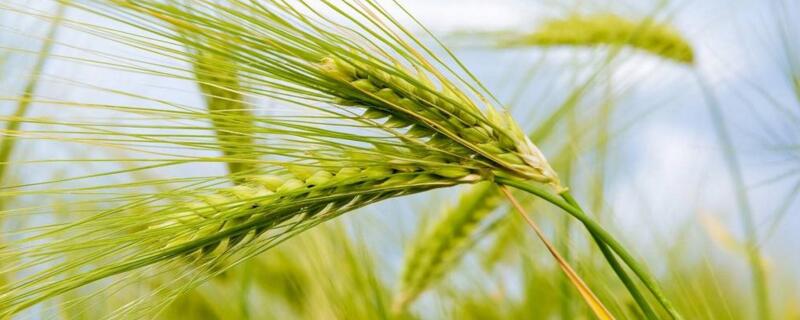 小麦增产打什么药 小麦增产药都有哪些