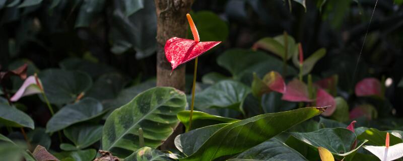 花草施肥后要浇水吗（花草施肥后是否立刻浇水）