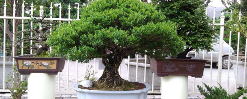 雀舌黄杨寿命 雀舌黄杨能活多少年