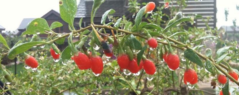 枸杞喜阴还是阳光 枸杞喜欢阴还是阳