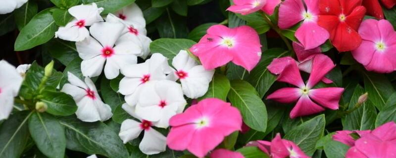 长春花怎样爆盆（长春花怎样爆盆 小齐养花）