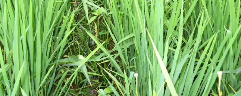 荸荠无土种植 荸荠无土栽培技术