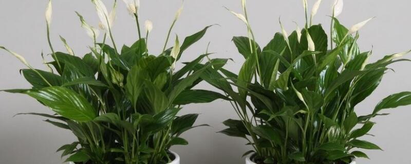 白掌用深盆还是浅盆 种植白掌用深盆还是浅盆好?