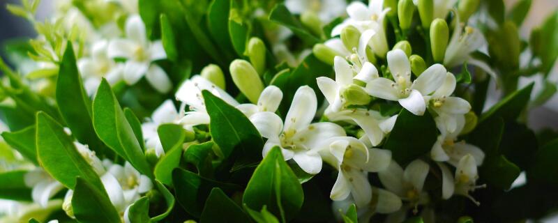 水晶茉莉养殖方法（水晶茉莉适合室内养吗）