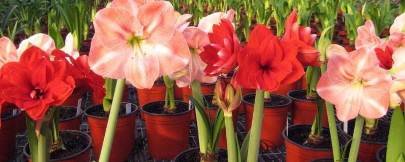 朱顶红种球几月种植 朱顶红种球几月种植最好