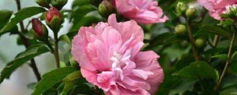 木槿叶子黄是怎么回事（木槿黄叶是什么原因）