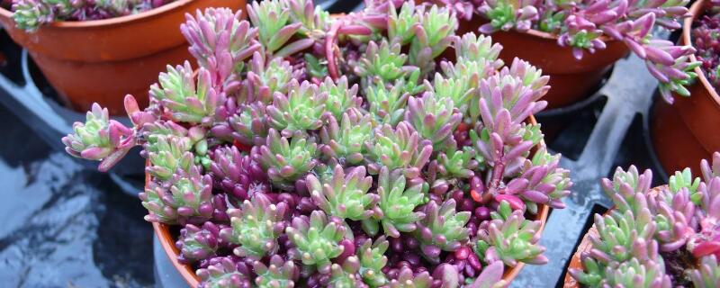 紫米粒多肉长成吊兰了 多肉紫玄月吊兰