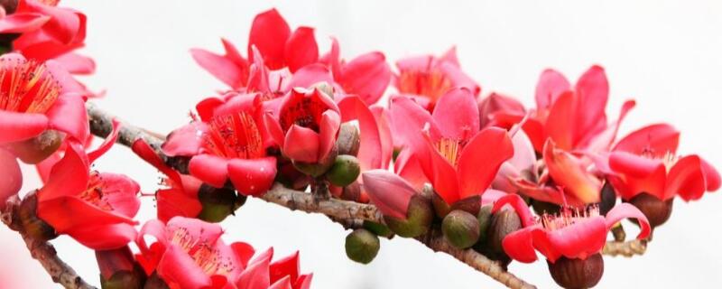 富贵红花的养殖方法（富贵红花卉的养殖注意方法）