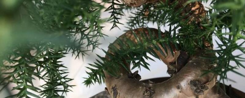 澳洲松的养殖方法（澳洲松用什么土养）