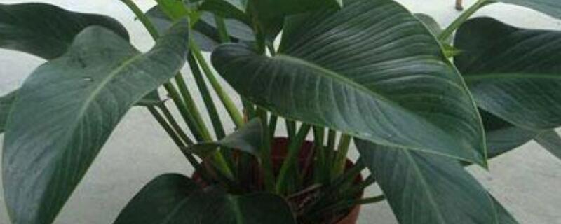 盆栽金钻怎样移盆（金钻怎么移栽怎么浇水）