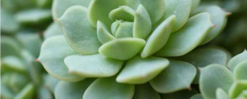 静夜多肉化水怎么办（静夜多肉徒长了怎么办）