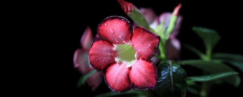 沙漠玫瑰怎么扦插（沙漠玫瑰怎么扦插能出块根）