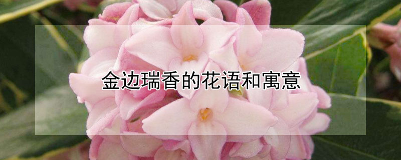 金边瑞香的花语和寓意 金边瑞香有什么寓意