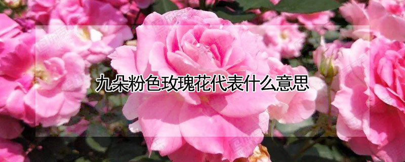 九朵粉色玫瑰花代表什么意思（9朵粉色的玫瑰花代表什么意思）