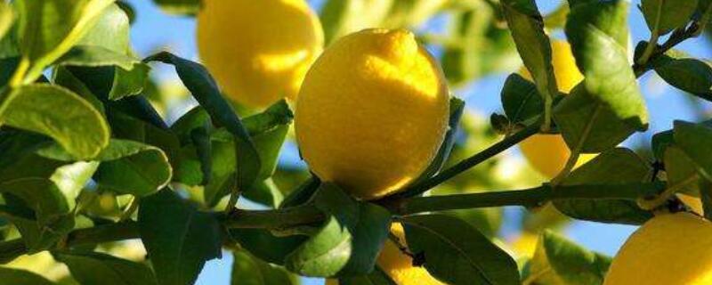柠檬落果是什么原因(柠檬落果是怎么回事)