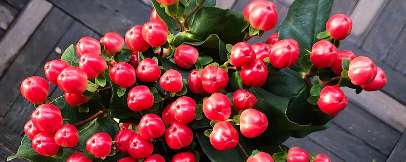 火龙珠插花水养（火龙珠盆栽怎么养）