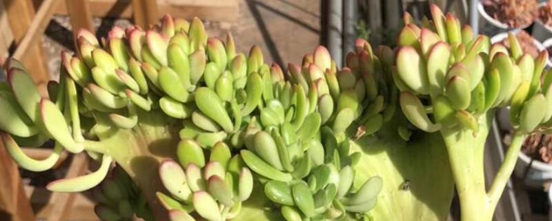 达摩宝珠多肉叶黄了 达摩宝珠多肉叶子掉没了还能活吗