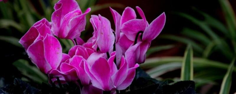 仙鹤来花叶子黄是怎么回事 仙鹤来花黄叶子怎么回事儿